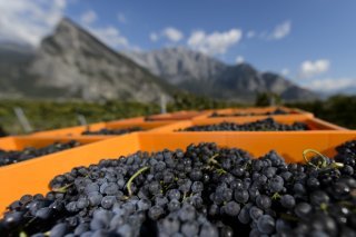 Vendanges
